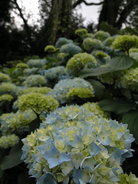 Gardening Again